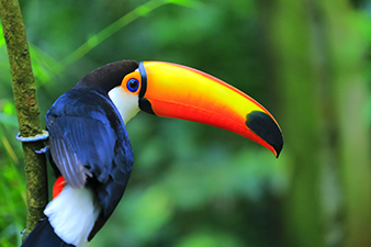 A Colorful Toucan