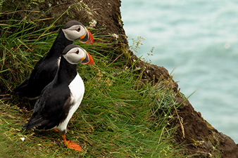 Indigenous Puffins