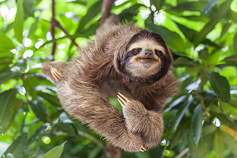 A Sloth Relaxing in a Tree