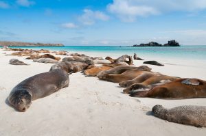 Galápagos Islands Expeditions: Comparing Cruise Lines